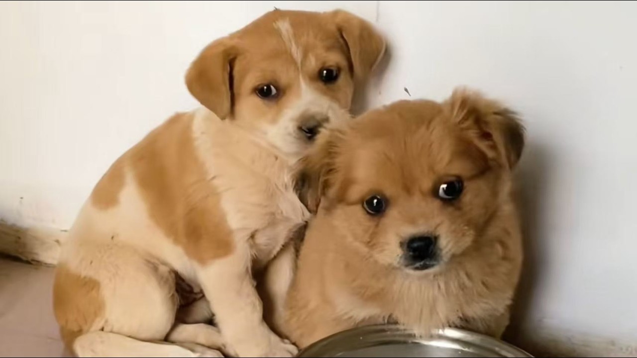 Бездомные щенки дрожали от страха… Пока не появилась она и не изменила всё.