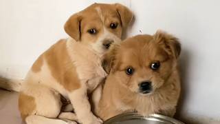 Homeless Puppies Trembling in Fear… Until She Showed Up and Changed Everything