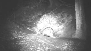 Wild Scottish Badgers: young male hums at female's door. by Chris Sydes 84 views 10 years ago 37 seconds