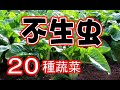 不生蟲的20種蔬菜，再也不用擔心蟲子的破壞了，新手也可以種得很好，全部是實際種植經驗分享 20 Edible Plants in My Garden Repel Pests Naturally