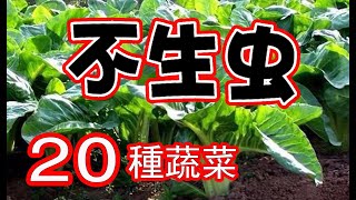 不生蟲的20種蔬菜再也不用擔心蟲子的破壞了新手也可以種得很好全部是實際種植經驗分享 20 Edible Plants in My Garden Repel Pests Naturally