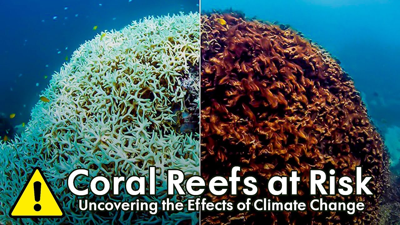 The Alarming Effects of Climate Change on Coral Reefs: Coral Reef ...