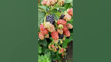 Лучшее место для посадки ежевики