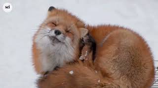 The Amazing Fox: Clever, Adaptable, and Built to Survive
