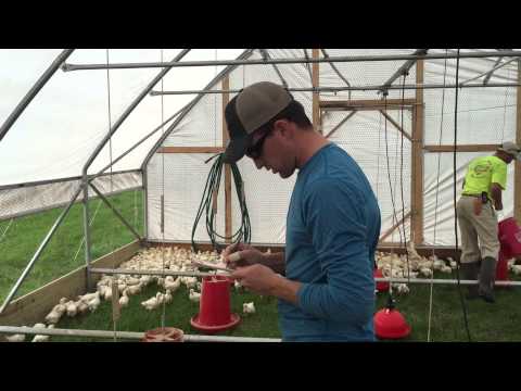 Mobile Range Coop - Chore Time - Cobb Creek Farm