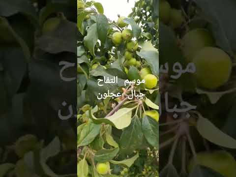موسم التفاح جبال عجلون الأردن