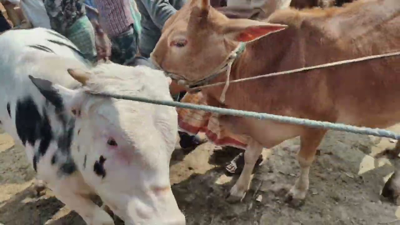 সেরা মানের  ফ্রিজিয়ান  ষাঁড় দামদর আমবাড়ি হাট দিনাজপুর। 