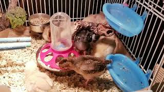 Pollitos - Baby Chicks Egg Leyers