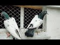 9 teddy pigeons 2500 per piece faisalabad 03331670248
