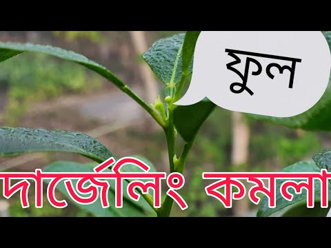 ভিডিও: কমলা গাছ কি ফুলের গাছ?