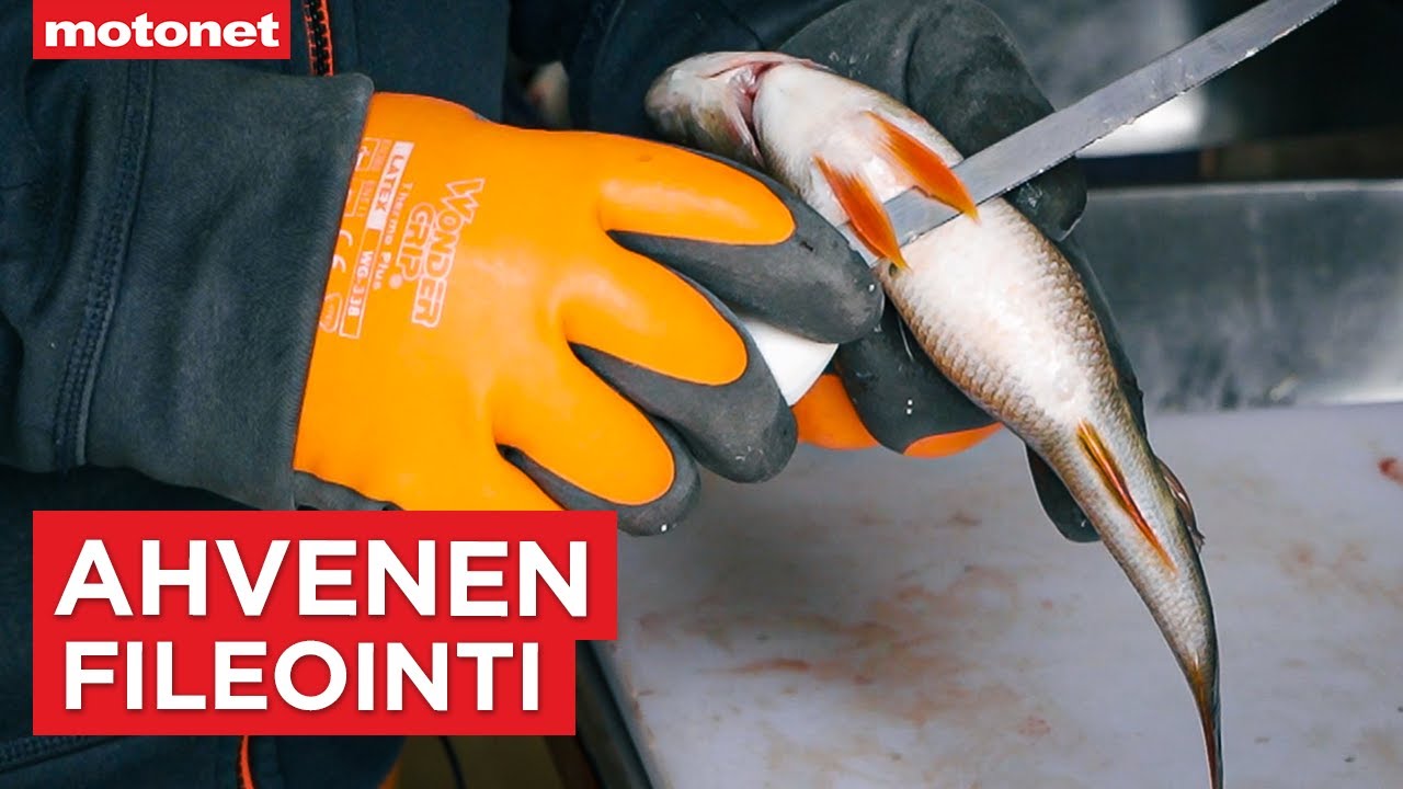 Ahvenen fileointi helposti