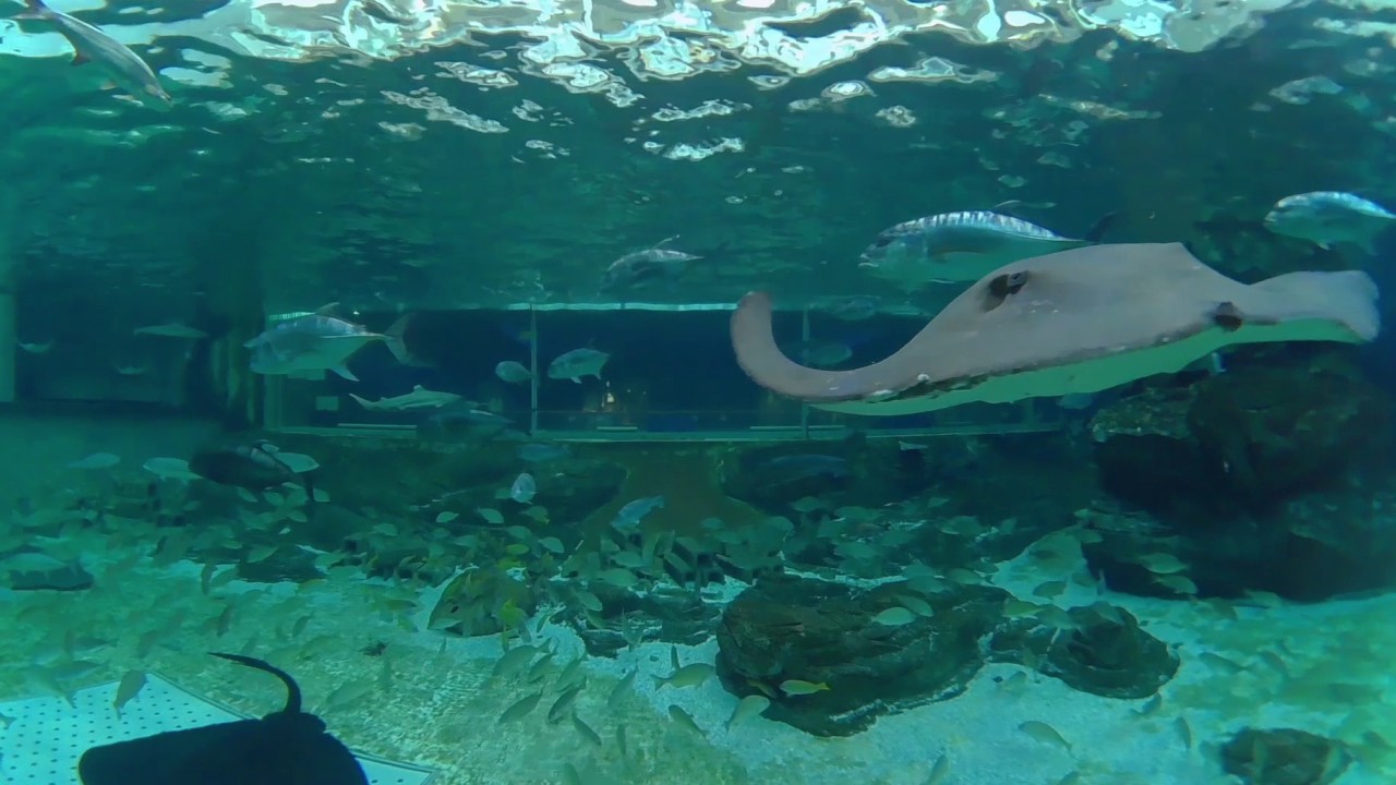 テクノロジーで広がる 水中世界 との新しい出会い 須磨海浜水族園でvrイベント開催中 Itをもっと身近に ソフトバンクニュース