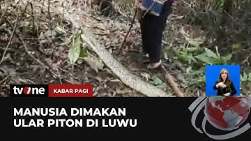 Tragis, Ibu di Luwu Tewas Dimakan Ular Piton | Kabar Pagi tvOne