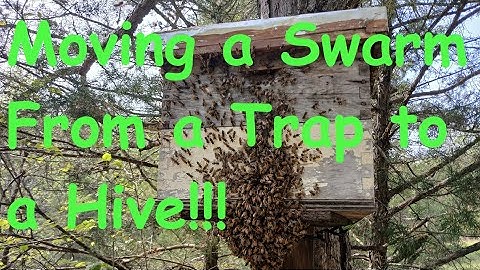 Swarm Trap to a Hive....How I MOVE and KEEP a Honey Bee Swarm!!! 😎