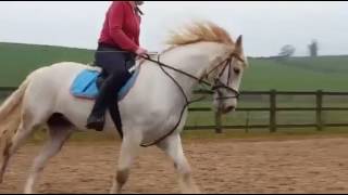 DIVA FLATWORK ID 19785