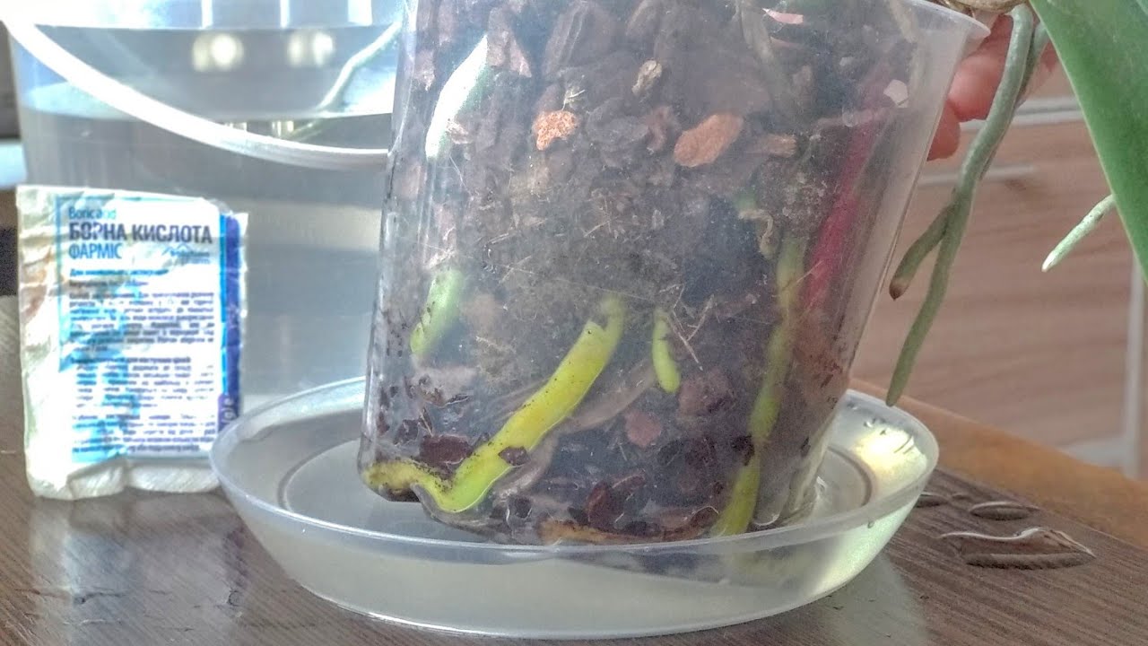 ПАРУ РАЗ орхидеи ПОБРЫЗГАЛА, корни СРАЗУ! орхидеи ЗАНОВО растят корни ...