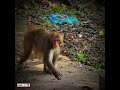 🦧🌿 | 🪵#MonkeySurprise 🦧  #WildSideView 🌿  #NatureCaught 🎥  #BananaDrama 🤩  #ChapainawabganjScene 🌅