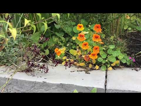 Video: Garden Neighbors