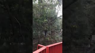 Download Lagu Hantu jembatan merah berdarah #hantu #viral #shortsvideo MP3 Download Lagu Hantu jembatan merah berdarah #hantu #viral #shortsvideo MP3