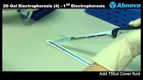 2D Gel Electrophoresis (4) 1st Dimension