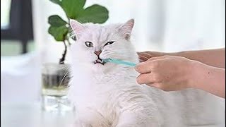 My New Video Cat Brushing Apni Cats Ko Brush Kasy Kraen