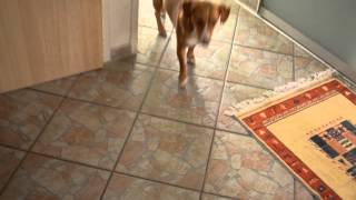 Dog Granules Vs. Meat ... Funny