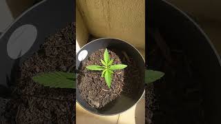 #garden #plants #outdoor #gardening #growupdate #cbd