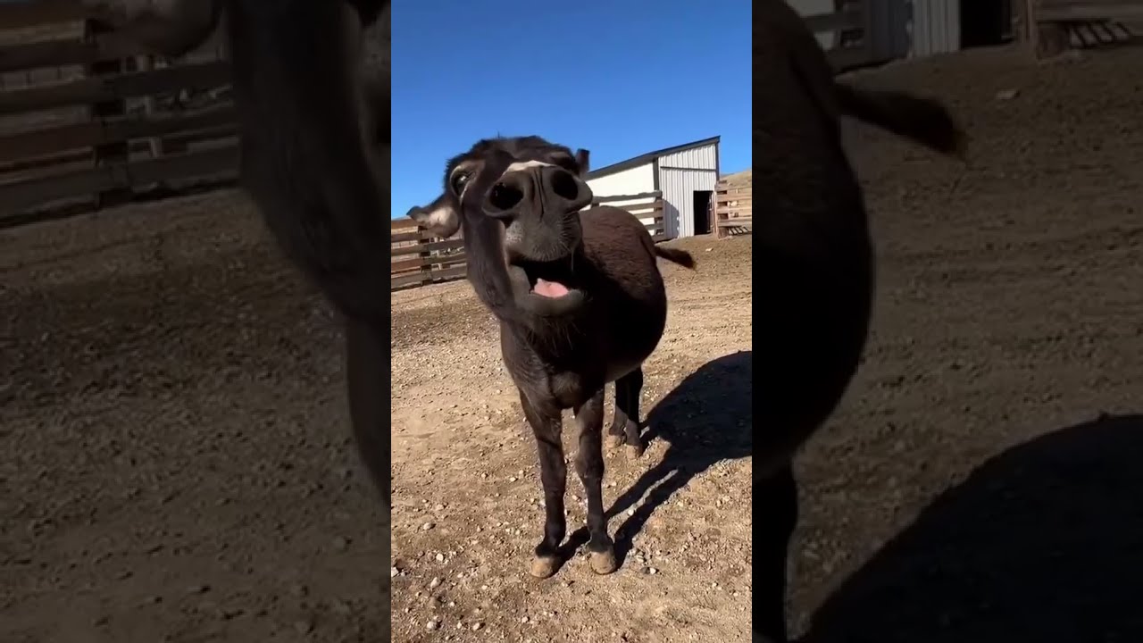  Donkey Falls On Its Back And Starts Laughing At Itself Funniest Animal Moment You Ll See Today