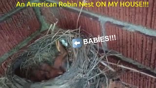 UNEXPECTED: A Robin Nest NEAR MY DINING ROOM WINDOW!!!