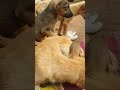 Usa Saveanimals Fyp Mexico France Poland Brazil 