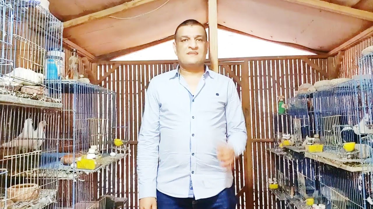 هل الجدري _مالوش علاج في الطيور؟ #حمام #طيور #عصافير #بغبغاء #pigeon #birds