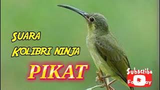 Suara Kolibri Ninja Pikat #hobymanuk