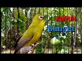 Sangat Ampuh Pleci Dakun Bali Ngeplong Untuk Pancingan Pleci Bahan Mp3 - Mp4 Download