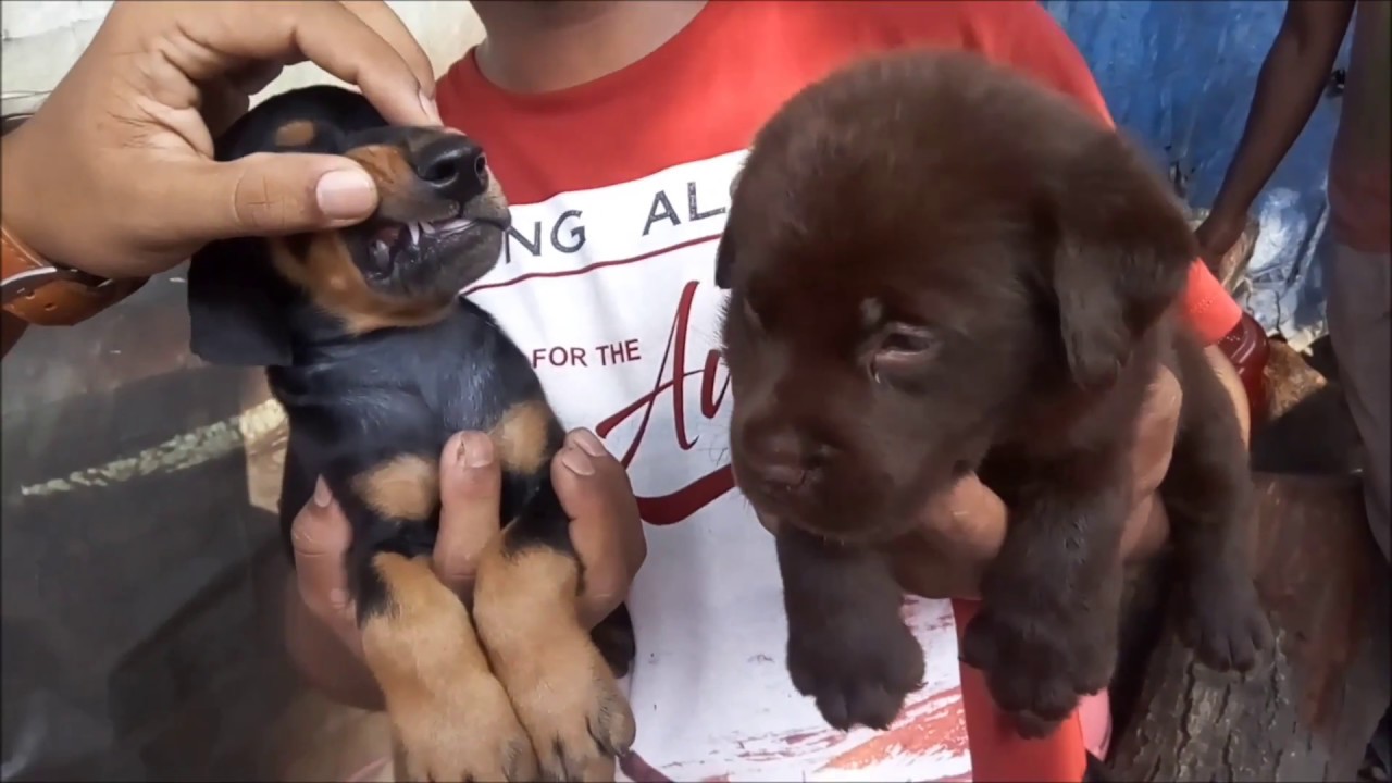 man's best friend dog training reviews Home Breed Labrador Retriever & Doberman For Sale
