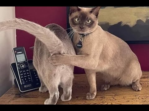 🐈 Laughter and sin!😺 Compilation of funny cats for a good mood! 😺