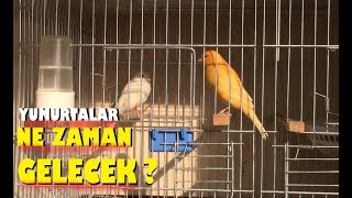 Eşe Atılan Kanaryalar Ne Zaman Yumurtlar ? Çiftleşmeye Rağmen Neden Yavru Olmaz ?