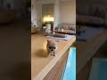 Teeniest Chihuahua ever explores luxury mini mansion 🐶🏡 #meydigitalspace #dog