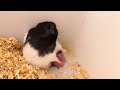 Adorable Hamster Look So Funny, Hamster Daily Obstacle Course , Hamster Cleaning