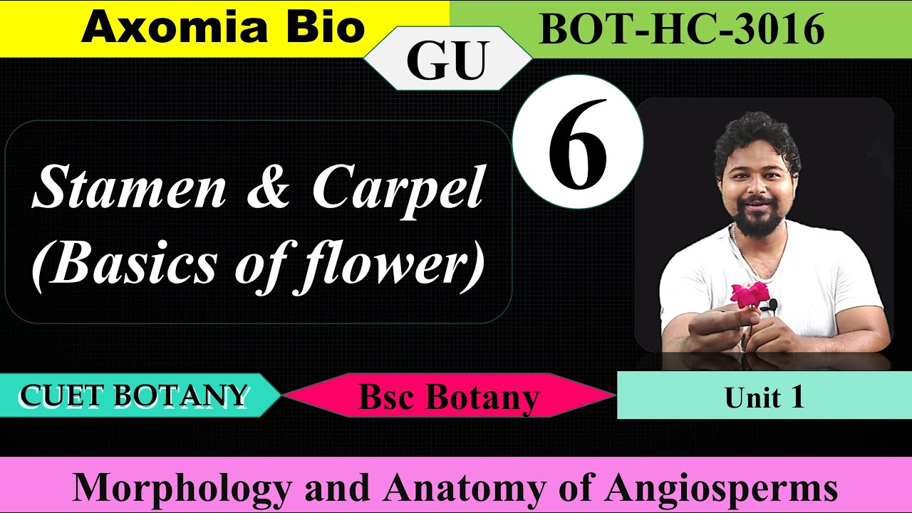 Stamen & Carpel (Basics)|Morphology and Anatomy| Bsc Botany| 3rd sem GU| Dr. Rajib Borah| Axomia Bio