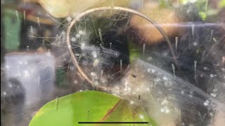 Koi eggs lot hatching into fry