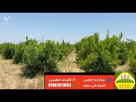 خمسه فدان بحارى وارتوازى تبعد عن مصر اسكندريه الصحراوي 13ك اسفلت واجهة الارض 250 متر كل الارض مشجره