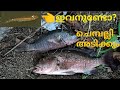 പരൽ മീൻ ഇട്ട് ചെമ്പല്ലി പിടുത്തം | Mangrove Jack Fishing | Chemballi Fishing Kerala | Fishing