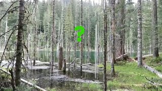 Mt St Helens Bigfoot Encounter Pt 2 (You won't believe this)