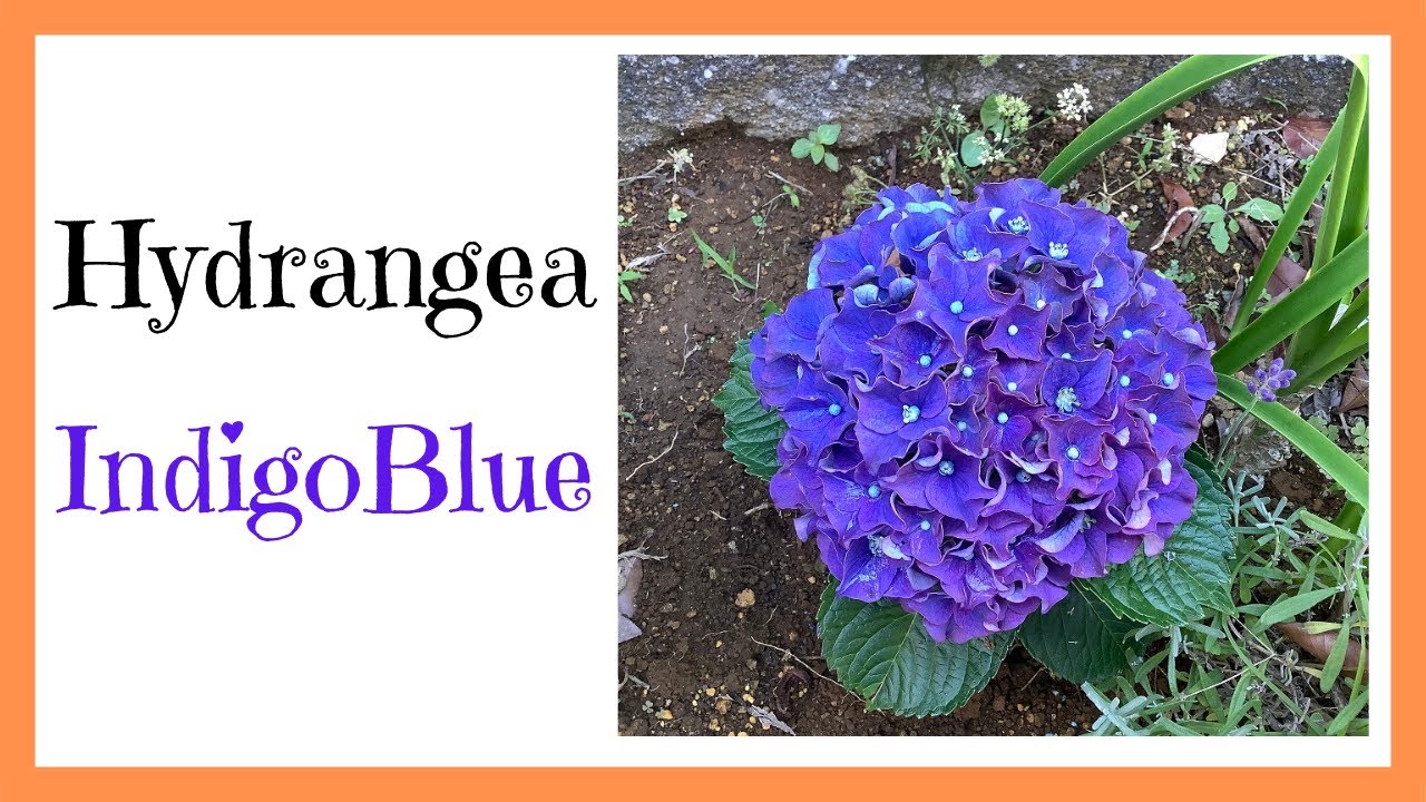 紫陽花 ”インディゴブルー” Hydrangea macrophylla | どんぐりの日々の