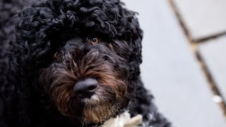 Portuguese Water Dogs: 25 FAQs & Answers