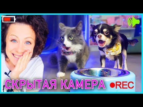 ЭКСПЕРИМЕНТ ЧУЖАЯ МИСКА СОБАКА и КОШКА охраняют еду через iPhone | Magic Family