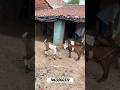7463866372 Totapari Barka Katras Bazar Dhanbad Shorts Ytshorts Viralvideo Tanweer Goat Farming
