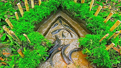 Build Fish Trap And Catch Catfish In Secret Hole | Smart Boy Catching Giant Big Fish In Hole Trap