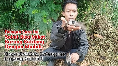 Cara Ampuh. Mikat Burung Kutilang Hanya Menggunakan MP3. Langsung Berdatangan