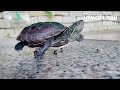 Kura-kura Berkeliaran Dengan Papan Seluncur Kecil